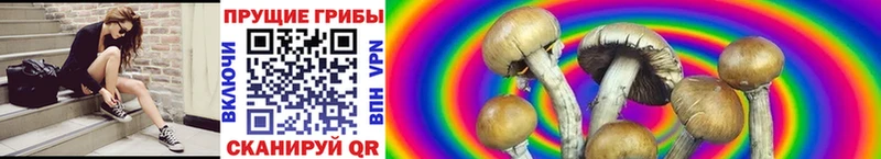 Псилоцибиновые грибы Psilocybine cubensis  ссылка на мегу онион  Заполярный  наркота 